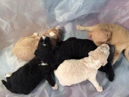 Professionally Bred Miniature Goldendoodle Litter Born Feb. 23rd 2016